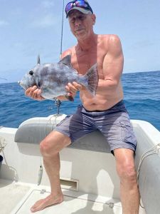 aftraekkerfisk  almindelig