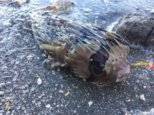 almindeligpindsvinefisk