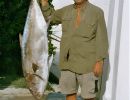 amberjack