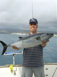 atlanticbonito