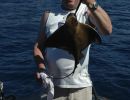 daisystingray181014