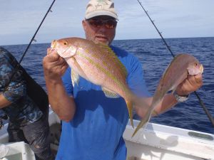 gulhalet snapper