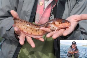 havkvabbe tretraedet170912