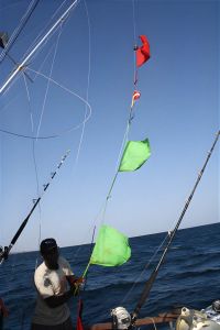 marlin striped
