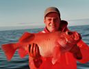 roedfisk