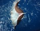 roundstingray