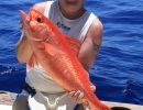 ruby snapper