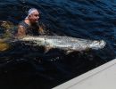 tarpon