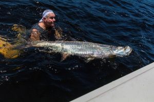 tarpon