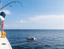 tarpon