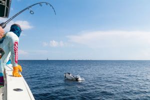 tarpon