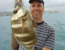 zebra seabream